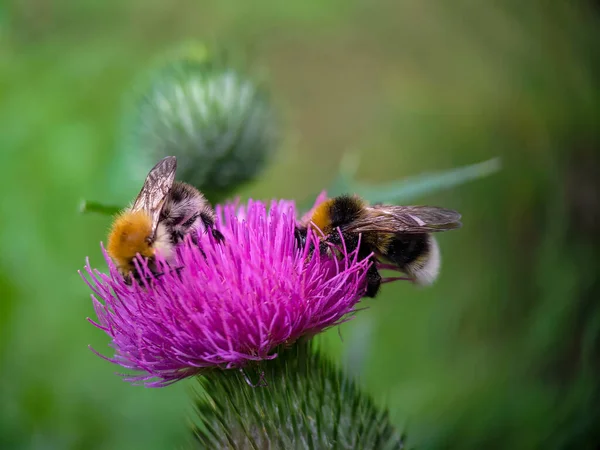 Yaban arısı devedikeni (Carduus) çiçeğinde polen yiyor. Makro fotoğraf yakın çekim.