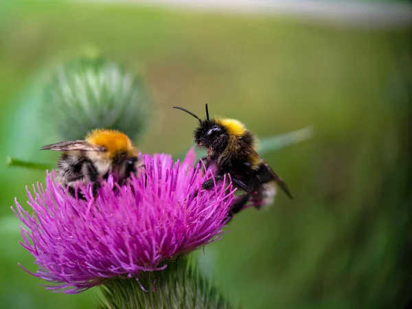 Yaban arısı devedikeni (Carduus) çiçeğinde polen yiyor. Makro fotoğraf yakın çekim.