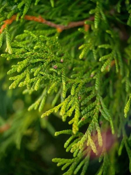 Közelkép Cupressus Ciprusi — Stock Fotó