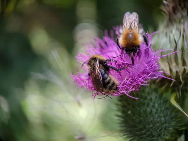 Yaban arısı devedikeni (Carduus) çiçeğinde polen yiyor. Makro fotoğraf yakın çekim.