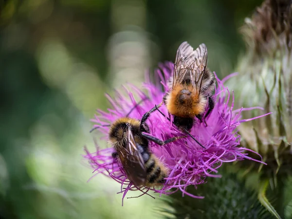 Yaban arısı devedikeni (Carduus) çiçeğinde polen yiyor. Makro fotoğraf yakın çekim.