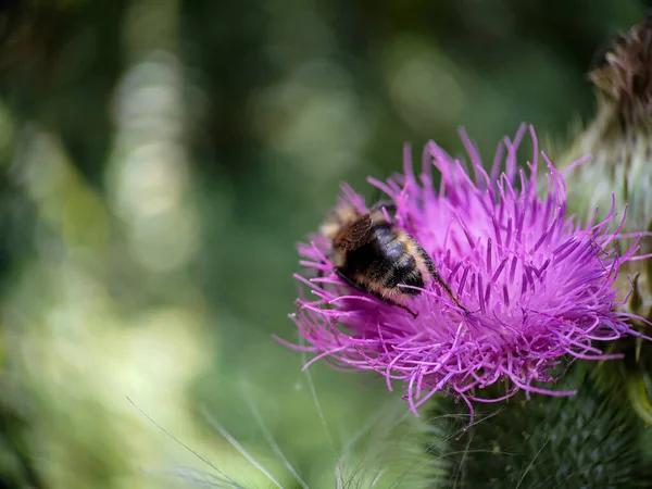 Yaban arısı devedikeni (Carduus) çiçeğinde polen yiyor. Makro fotoğraf yakın çekim.