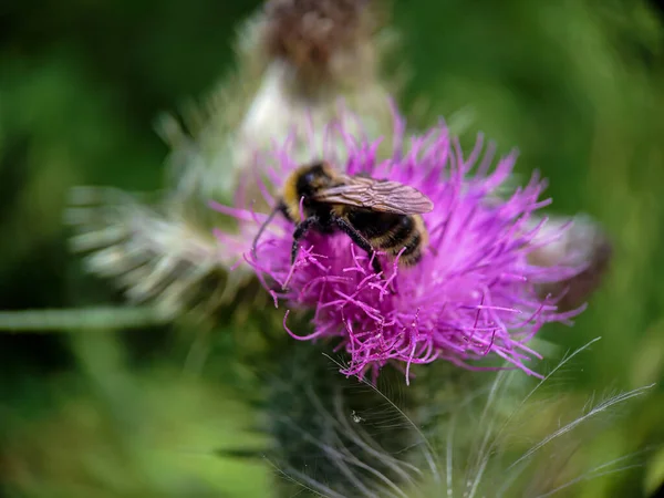 Yaban arısı devedikeni (Carduus) çiçeğinde polen yiyor. Makro fotoğraf yakın çekim.