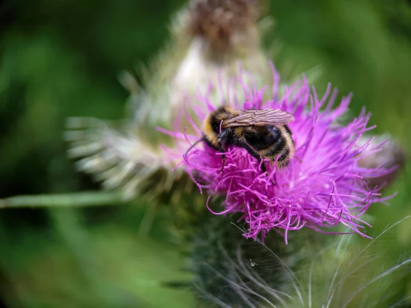 Yaban arısı devedikeni (Carduus) çiçeğinde polen yiyor. Makro fotoğraf yakın çekim.