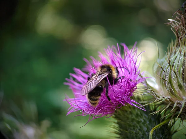 Yaban arısı devedikeni (Carduus) çiçeğinde polen yiyor. Makro fotoğraf yakın çekim.