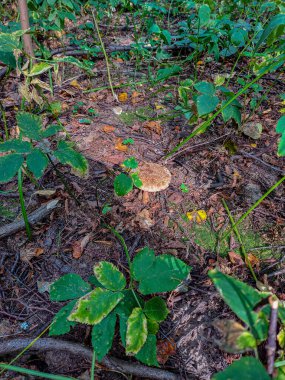 Ormanda kızaran mantar mantarı