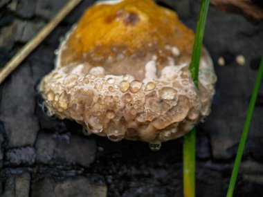 Kırmızı kemerli conk (Fomitopsis pinicola) üzerinde bağırsaklar. Yanan mantarın üzerindeki çiğ tanesi..