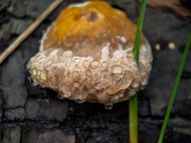 Guttation on a red-belted conk (Fomitopsis pinicola). Dew on a tinder mushroom. clipart