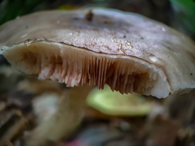 Sonbahar ormanında biten mantarı kapat.