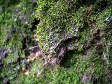 Ormandaki bir ağaçta yosun yetiştirmeye çok yakın.