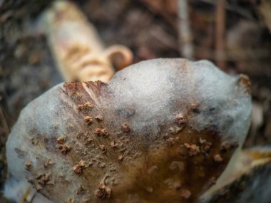 Yaşlı kızaran mantar mantarı ormanda harmanlanmış.