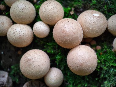 Mantarlı puf topu (Apioperdon piriforması) çok yakın bir ağaçta yetişiyor.