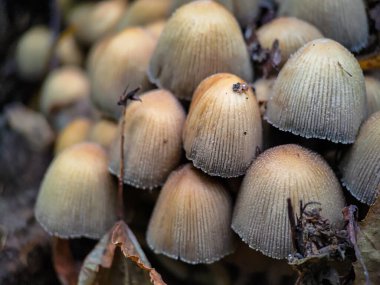 Bir parça Coprinellus micaceus mantarı. Işıldayan mürekkep kapağının aşırı yakınlığı.