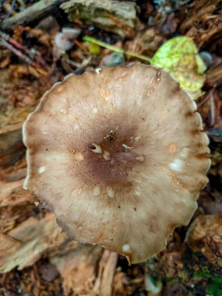 Fungo Nella Foresta Mosca Autunno — Foto Stock