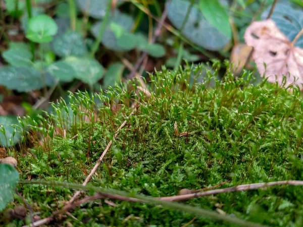 森の中の木の上で成長する苔の極端なクローズアップ — ストック写真