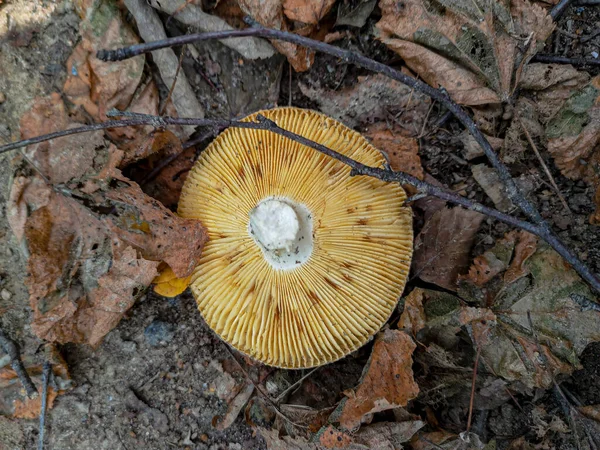 Paddenstoel Het Bos Moskou Herfst — Stockfoto