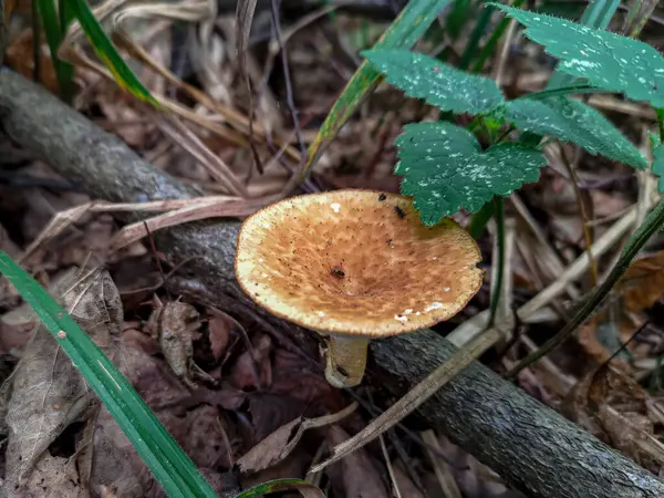 秋天莫斯科森林里的蘑菇 — 图库照片