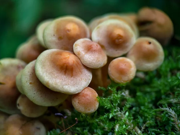 Zwavel Tuft Paddenstoel Hypholoma Fasciculare Een Oude Boom Bedekt Met — Stockfoto