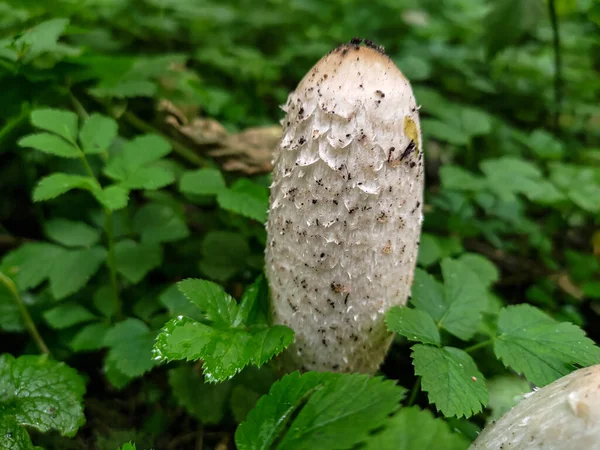 Crin Lanudo Coprinus Comatus Hongo Entre Hierba Bosque — Foto de Stock