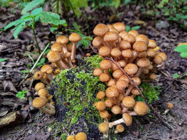 Fungi Shaggy Scalycap Pholiota Squarsa Forest 극도로 가깝게 — 스톡 사진