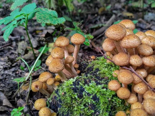 Fungos Salsicha Scalycap Pholiota Squarrosa Floresta Extremo Perto — Fotografia de Stock