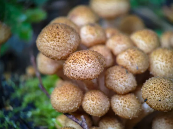 Schimmel Shaggy Scalycap Pholiota Squarrosa Het Bos Extreme Close — Stockfoto