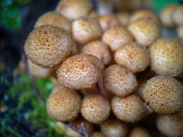 森林中的真菌沙棘花冠 Pholiota Squarrosa 非常近 — 图库照片
