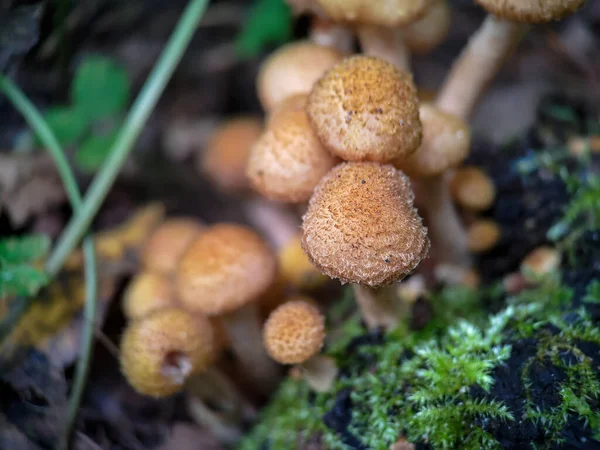 Fungi Shaggy Scalycap Pholiota Squarsa Forest 극도로 가깝게 — 스톡 사진