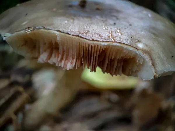 버섯을 클로즈업하는 — 스톡 사진