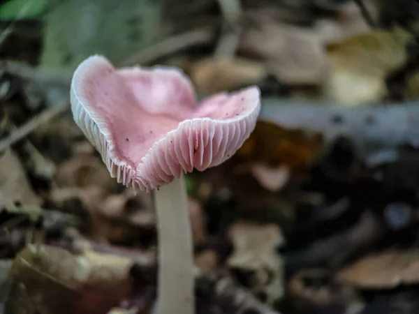 Heart Shaped Lilac Bonnet Mycena Pura Mushroom Autumn Forest — Stock Photo, Image
