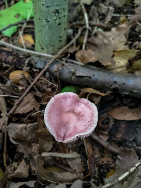 Maska Liliowa Kształcie Serca Mycena Pura Grzyb Jesiennym Lesie — Zdjęcie stockowe