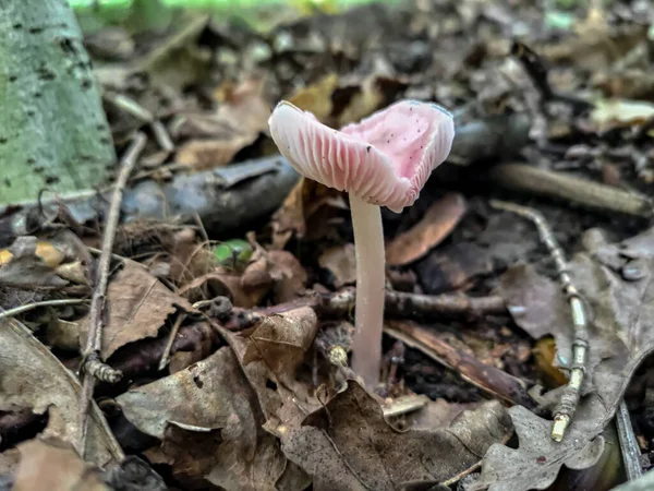 秋の森の中のハート型のライラックボンネット ミセナプラ キノコ — ストック写真