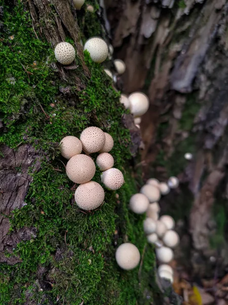 Paddenstoel Stump Papegaaibal Lycoperdon Pyriforme Groeien Een Boom — Stockfoto