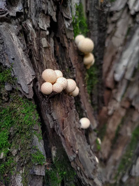 Houbový Pahýl Lycoperdon Pyriforme Rostoucí Stromě — Stock fotografie