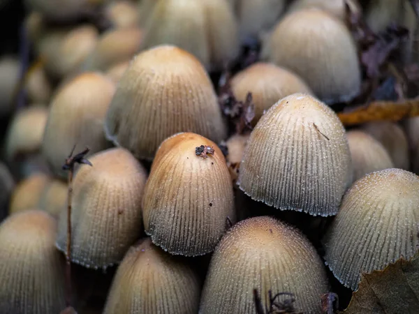 Cluster Van Coprinellus Micaceus Schimmel Extreme Close Van Glinsterende Inktkap — Stockfoto