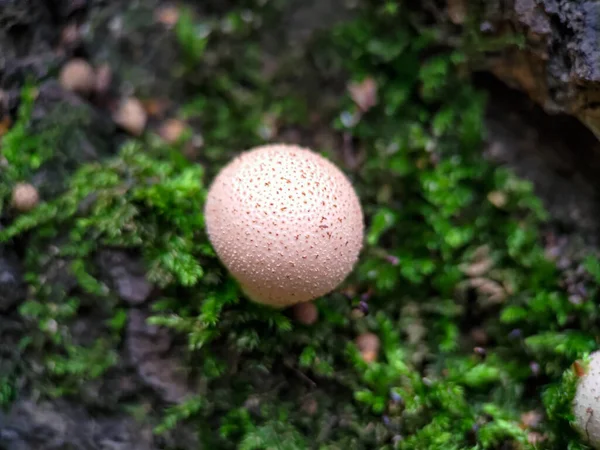 Fungus Stump Puffball Apioperdon Pyriforme Growing Tree Moss Extreme Close — Stock Photo, Image