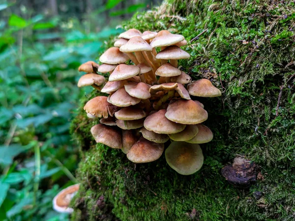 苔で覆われた古い木の上の硫黄タフトキノコ Hypholoma Fasiculare ストック画像