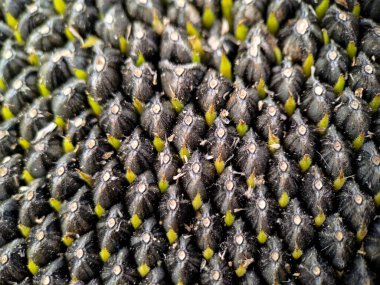 Olgun ayçiçeği siyah tohumlar makro fotoğraf.