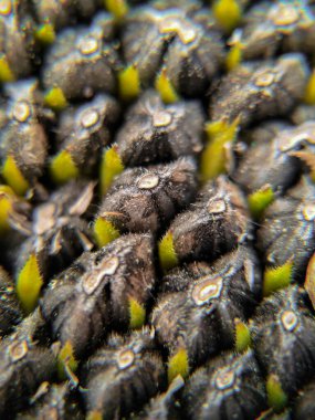 Olgun ayçiçeği siyah tohumlar makro fotoğraf.