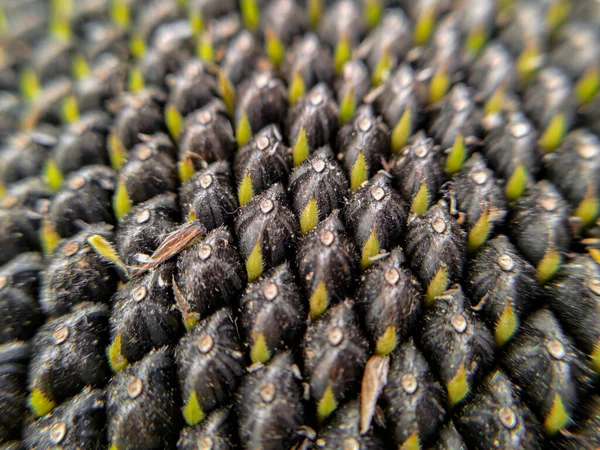 Ripe Sunflower Black Seeds Macro Photo — Stock Photo, Image