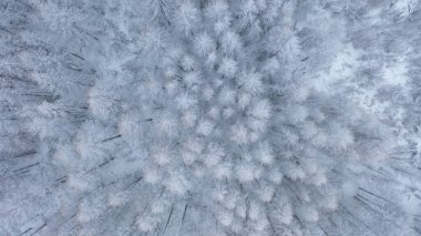 Karlı kozalaklı orman. Beyaz kardaki ağaçlar. Tayga üst görünümü. Çamlar, kış ormanlarındaki köknar ağaçları. Doğada soğuk ve soğuk bir gün.