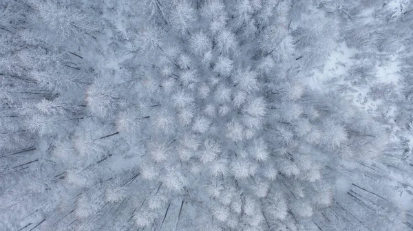 Sneeuwachtig Naaldbos Bomen Witte Sneeuw Taiga Bovenaanzicht Dennen Dennenbomen Het — Stockfoto