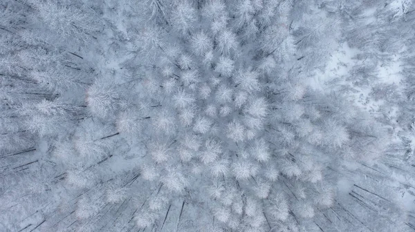 Foresta Conifere Innevata Alberi Nella Neve Bianca Taiga Vista Dall — Foto Stock