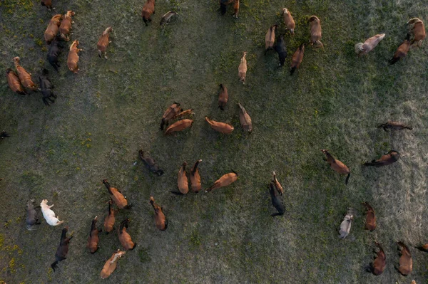 Herd Horses Pasture Group Animals Feeds Grass Tundra Summer Grazing — Stock Photo, Image