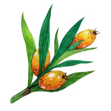 Deniz dikenli diken dalı. El çizimi suluboya çizimi beyaz arkaplanda izole edilmiş. Sulu böğürtlen ve yapraklarla dolu bir bahçe bitkisinin dalı. Botanik skeç, dekorasyon ve tasarım konsepti.