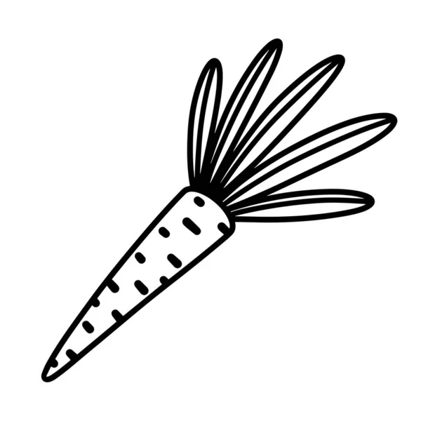 Морковь Простая Векторная Икона Ручной Рисунок Выделен Белом Фоне Спелые — стоковый вектор