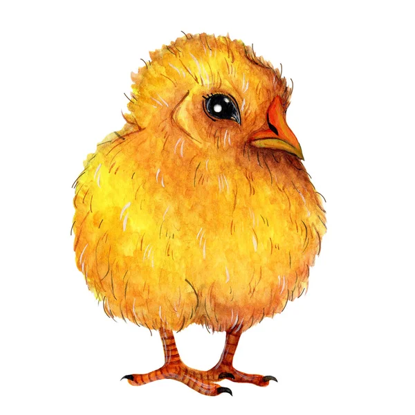 Söt Gul Kyckling Akvarell Illustration Handritade Fjäderfän Isolerade Vit Bakgrund — Stockfoto