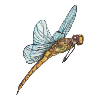 Suluboya yusufçuklar. Suluboya içindeki izole element böcekleri. Vahşi yaşam. Beyaz arka planda elle çizilmiş element..