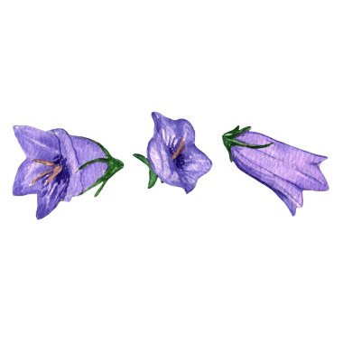 Campanula, menekşe çiçekli balon mavisi. Balon çiçeği, olakodon, çan çiçekleri, Çin çan çiçekleri. Çiçekler, campanula çiçekleri. El boyaması illüstrasyon. Botanik, çiçek deseni..