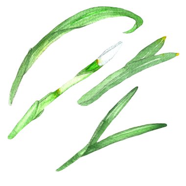 Kar damlası yaprakları. Çiçekler buketler, çelenkler, düzenlemeler, düğün hazırlıkları, doğum günü, kartpostal, logo, yıldönümü, selamlar. Botanik illüstrasyonlar..